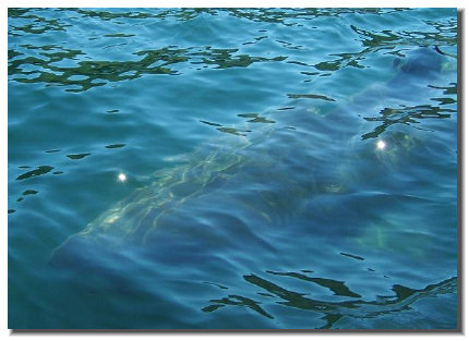 Basking Shark sighted off Fraser's Beach.