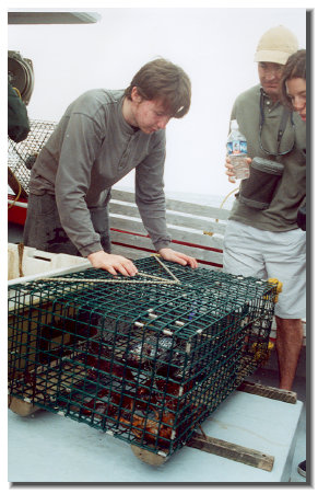 Whale watching with traditional lobster fishing.