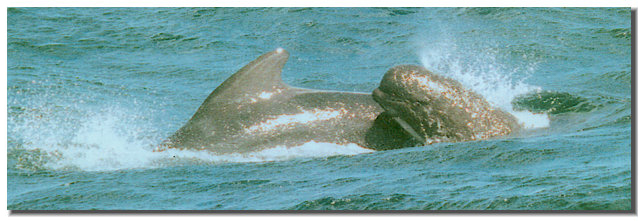 Picture of a baby pilot whale and mother taken on one of our first tours and scanned in: who misses film?
