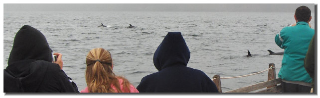 A group of passengers get ready to snap pictures of atlantic white sided dolphins on a foggy day.