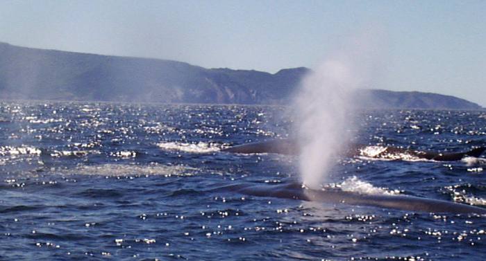 Locally known as finbacks, fin whales are the most beautiful whales in the ocean and the second largest whale in the world