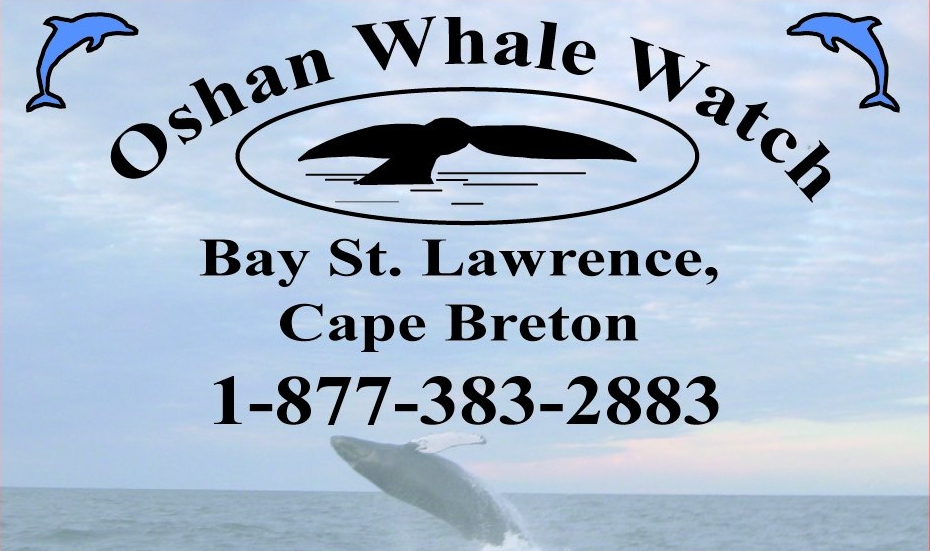 Click to download the Oshan Whale Watch brochure