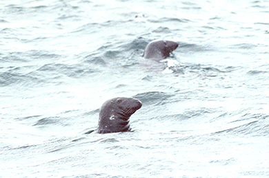 Momma and poppa seal quickly surface to protect a youngling.