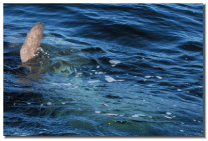 A sunfish fin northwest of Meat Cove