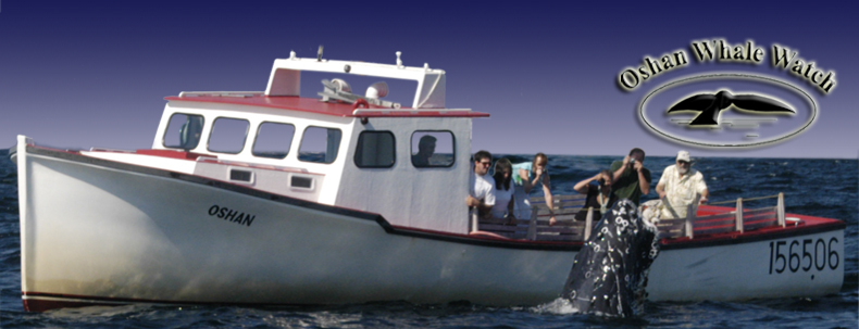Sunfish and Basking Sharks Sighted on Whale Watching Tours